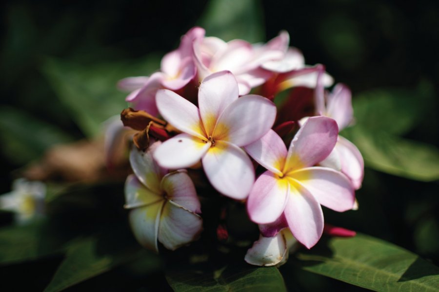 Fleurs éthiopiennes à Wondo Genet. TRINITY