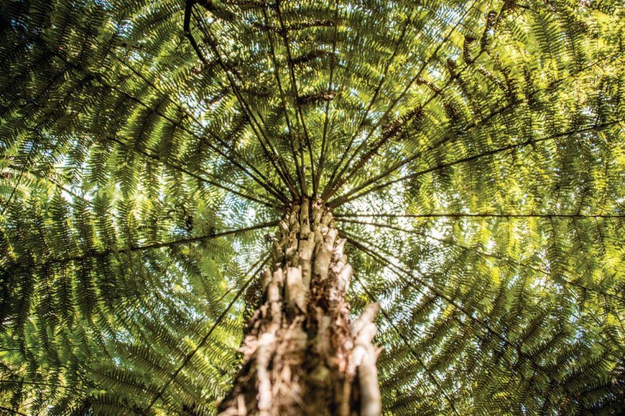 Kauri. andresr - iStockphoto