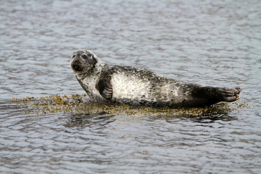 Les phoques ont élu domicile dans le fjord d'Isafjörður. Stéphan SZEREMETA