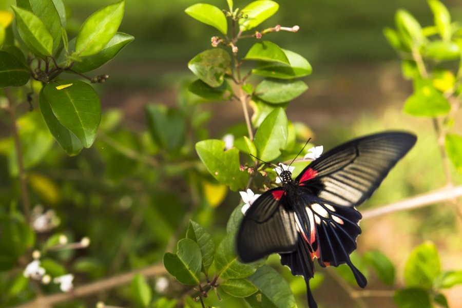Papillon dans le parc national de Khao Phanom Bencha. GNNick - Shutterstock.com