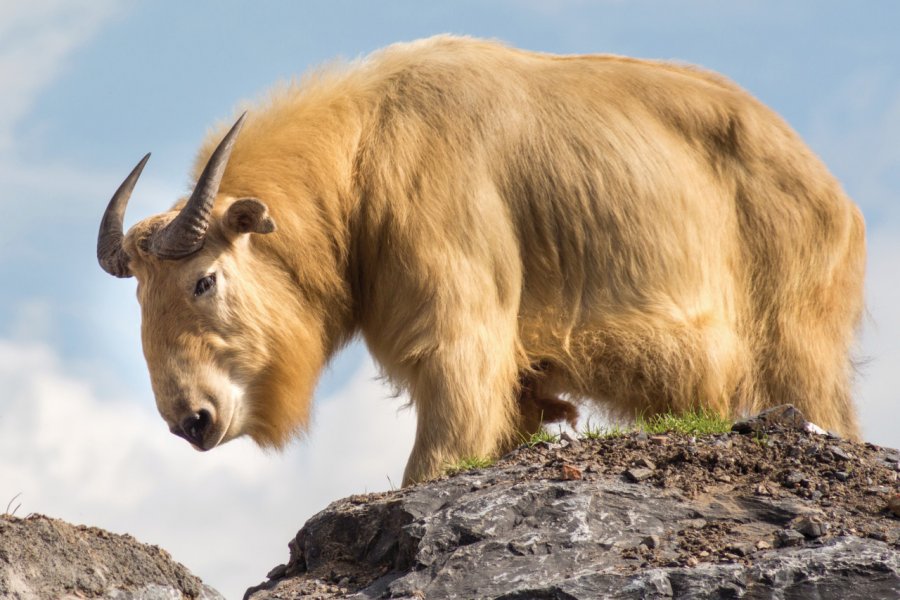 Le takin, animal emblématique du Bhoutan. WWyloeck - iSTockphoto.com