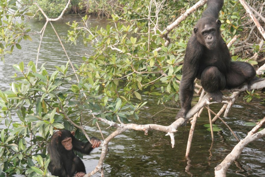 Parc national de Conkouati-Douli, chimpanzés sur une des îles du sanctuaire de Help Congo. Stéphane DAMANT