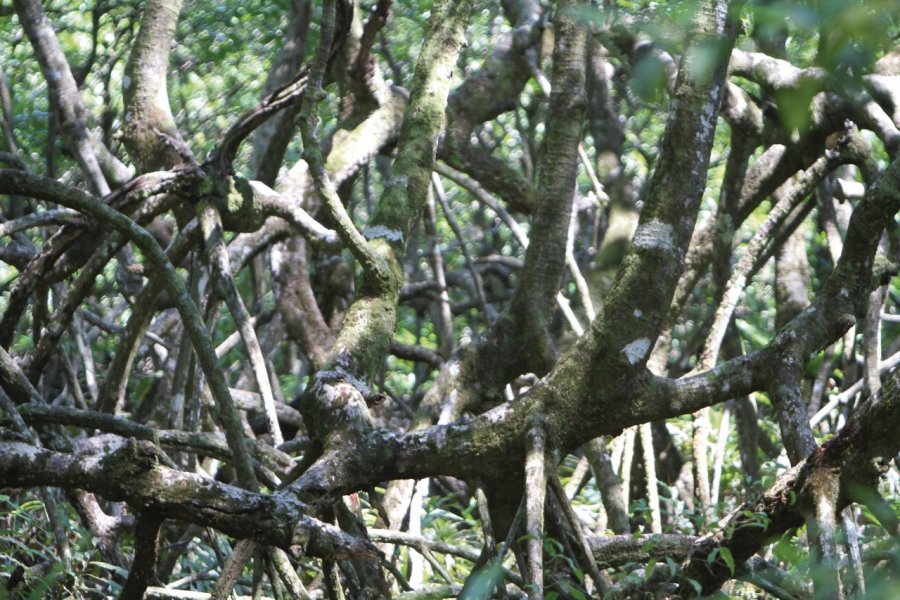 Arbre de la mangrove Stéphan SZEREMETA