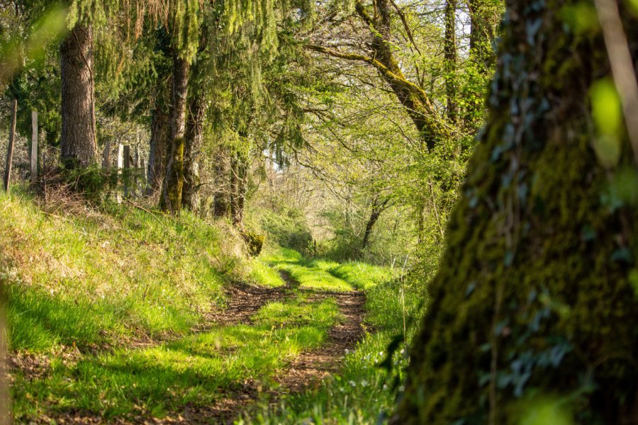 La Forêt de Milhac-de-Nontron. Henry St. John - stock.adobe.com