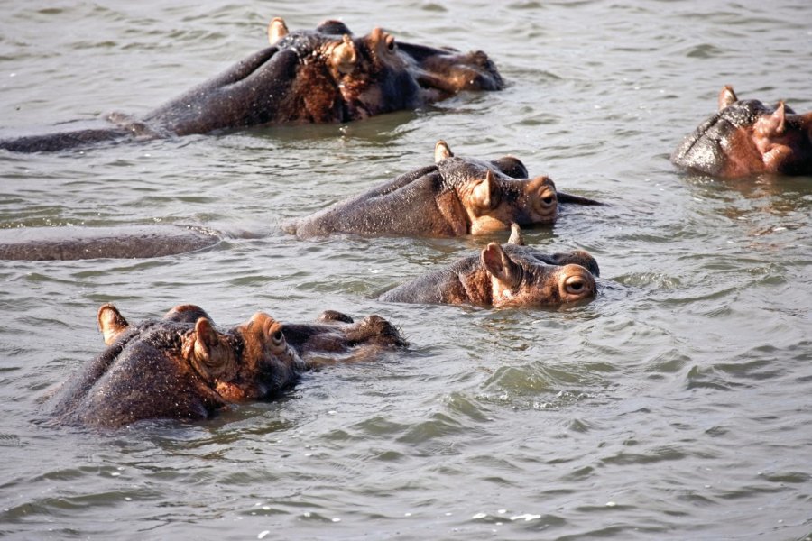 Lac Kosi Bay, hippopotames (© Tom Pepeira - Iconotec))
