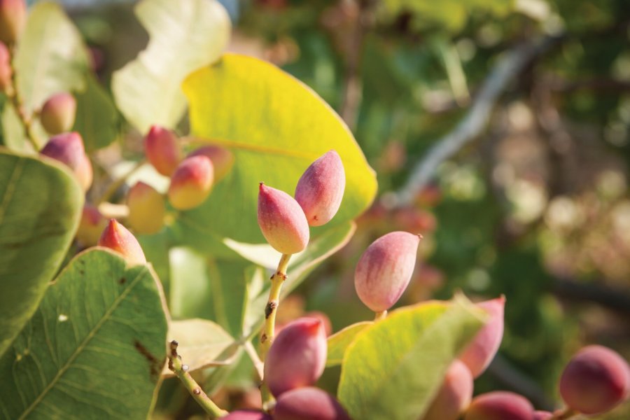 Pistachier sur l'île Aigina. Siete_vidas - iStockphoto