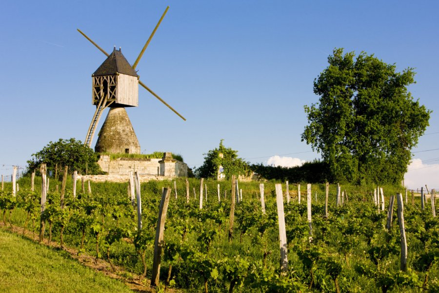 Vignes près de Montsoreau. PHB.cz  - Fotolia