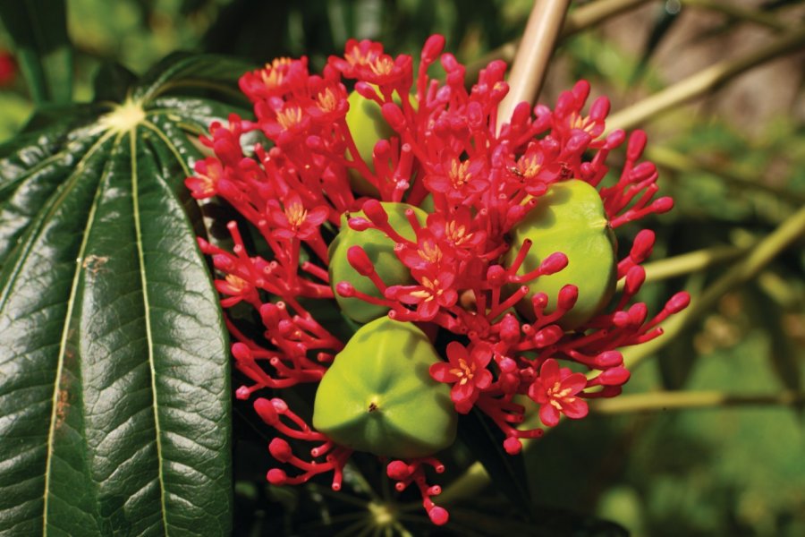 Une fleur tropicale. Philippe GUERSAN - Author's Image