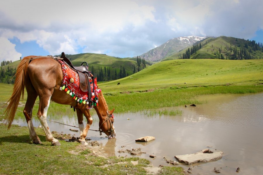 Seri Paya, Shogran. Mina Fouad / Shutterstock.com