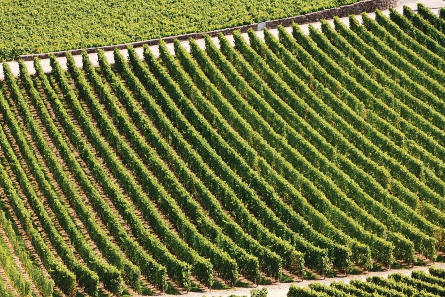 Vignoble de Saint-Saphorin. Philippe GUERSAN - Author's Image