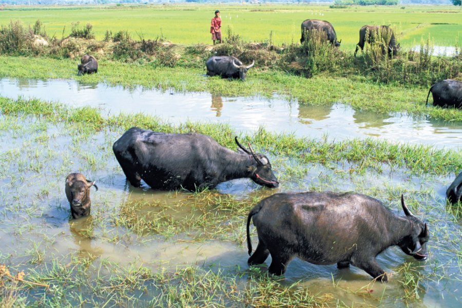 Buffles du delta de l'Irrawaddy. Alamer - Iconotec