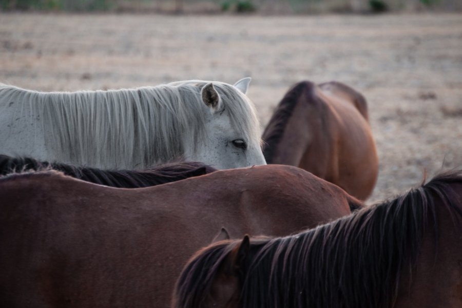 Chevaux skyriens. Gus McLee-Shutterstock.com