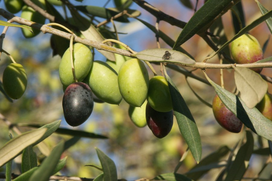 Olives de Lucques. Jean-Marie Polese - stock.adobe.com