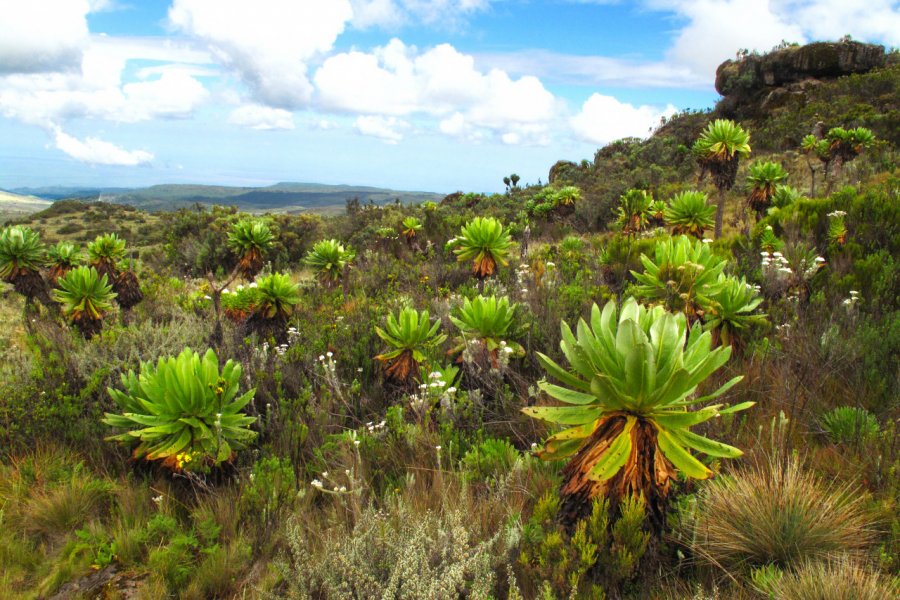 Mount Elgon National Park. Monika Hrdinova - Shutterstock.com