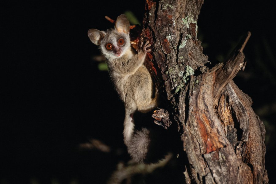 Le bushbaby est un petit animal nocturne. RudiHulshof - iStockphoto.com