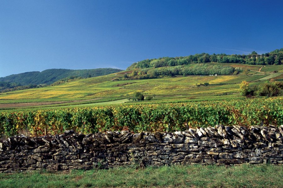 Vignoble de Mercurey AM stock nature