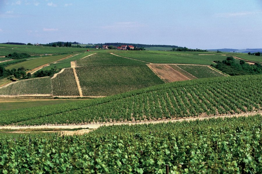 Vignoble de Chablis. AM stock nature