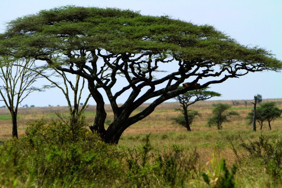 Serengeti National Park