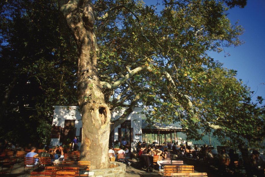 Terrasse ombragée de Makrinitsa. Author's Image