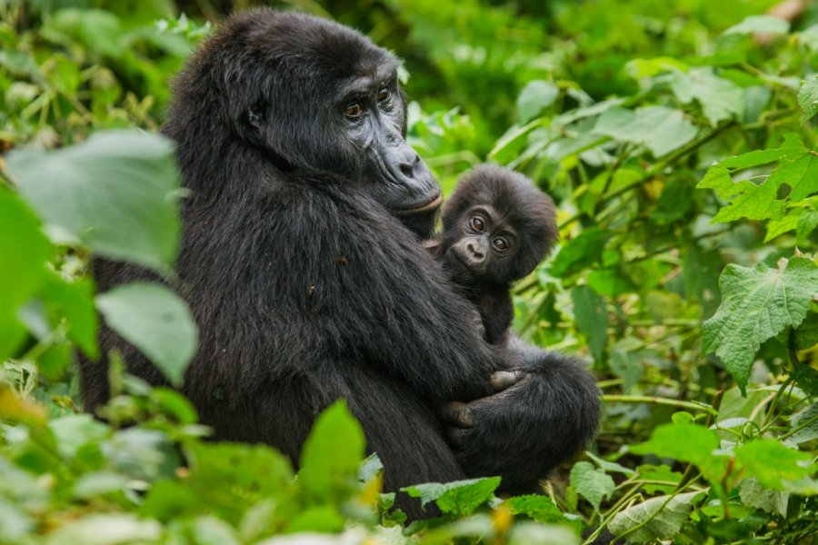 Forêt Impénétrable De Bwindi