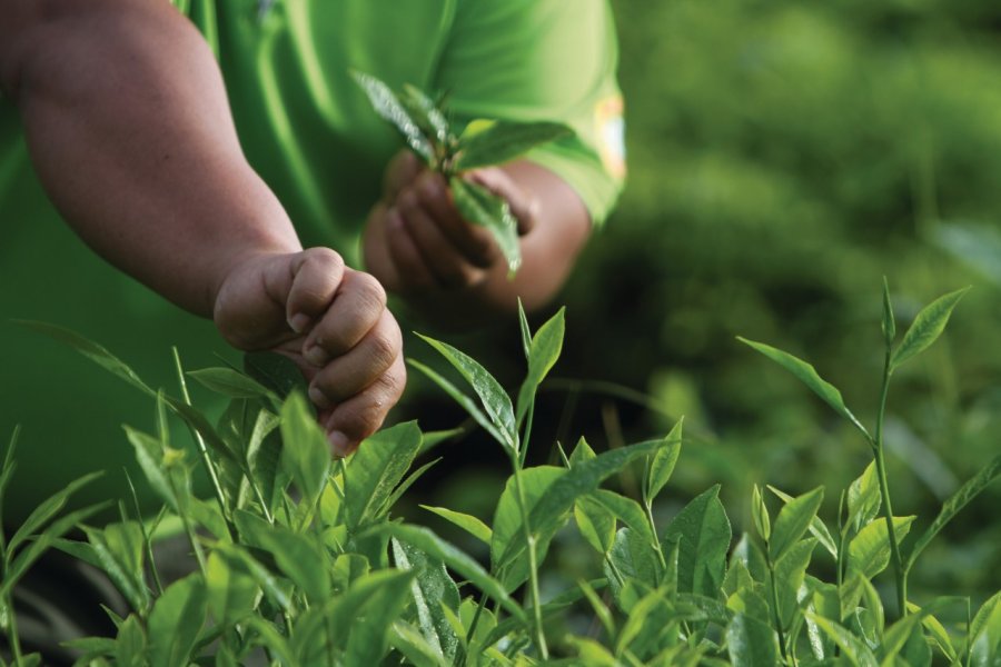 Plantation de thé Sabah Tea Plantation Stéphan SZEREMETA