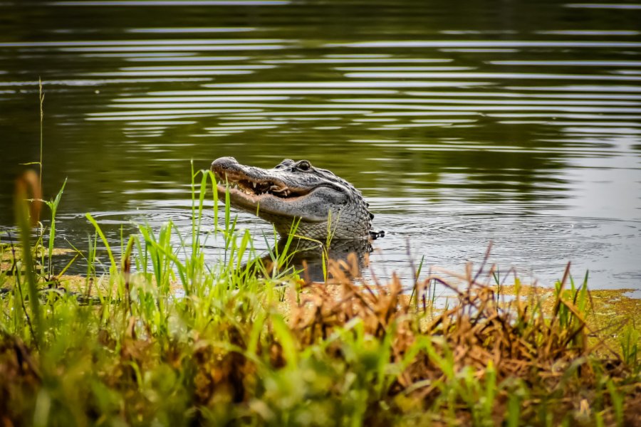 Il n'est pas rare de croiser un alligator dans la région. jaimie tuchman - Shutterstock.com