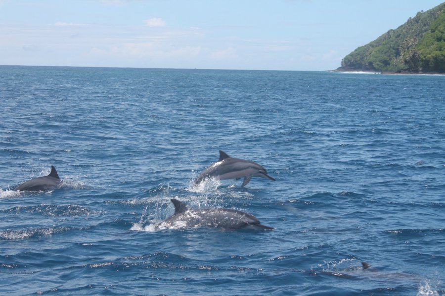 Rencontre avec les dauphins Laurent Boschero