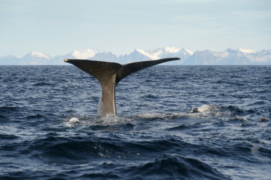 Observation des baleines près d'Andenes. Dagmar Richardt - Fotolia