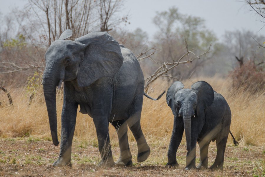 Eléphants dans le parc national de la Pendjari. Fabian Plock - Shutterstock.com