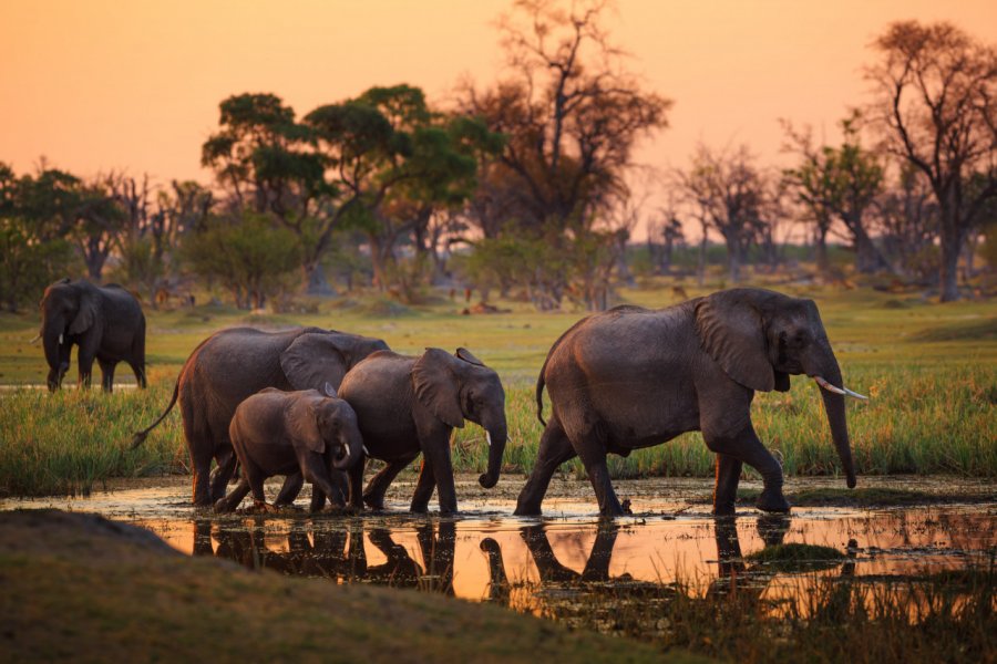 Moremi Game Reserve. Radek Borovka - Shutterstock.com