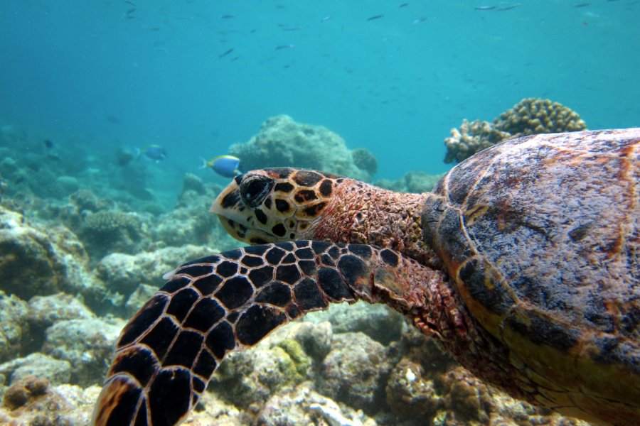 Les îles abritent une exceptionnelle biodiversité marine. Kristina Vackova - Shutterstock.com