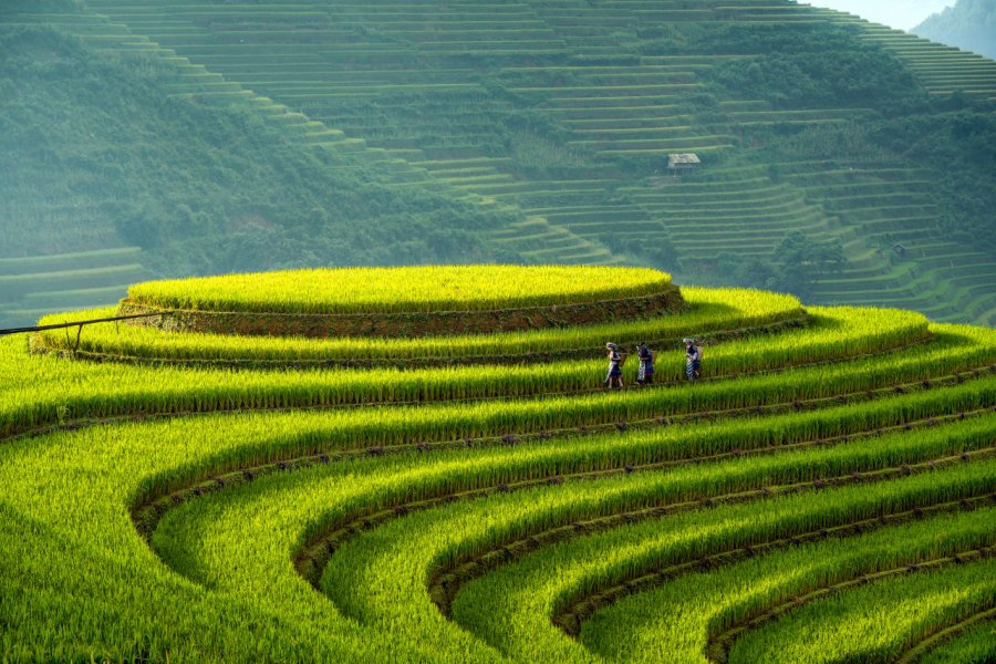 Rizières de la région de Mu Cang Chai. Tonkinphotography - Shutterstock.com