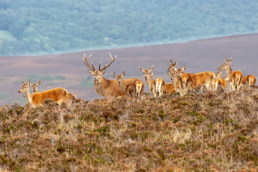 Des cerfs au Exmoor National Park. Phil Woolley - Shutterstock.com