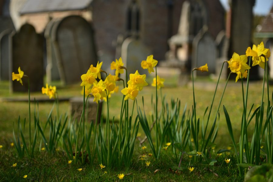 Les jonquilles du cimetière de l'église de Trinity. Alagz - Shutterstock.com