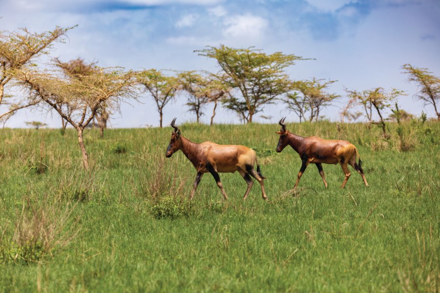 Bubales dans le sanctuaire de Senkele. Artush - iStockphoto.com