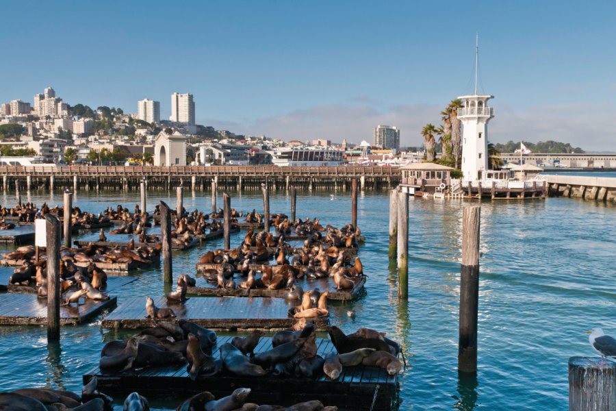 Les lions de mer de Pier 39. fotoVoyager - iStockphoto.com