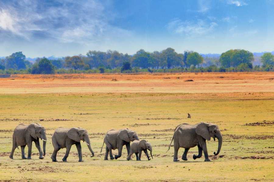 South Luangwa NP paula french - Shutterstock.com