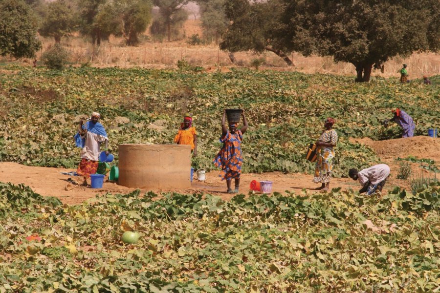 Une culture verte dans un pays chaud. Muriel DEPRAETERE