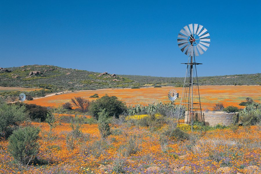 Namaqualand est célèbre pour ses larges étendues fleuries South African Tourism
