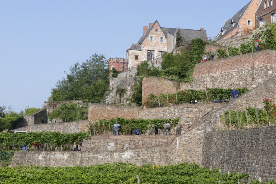 Vendanges au Clos du Zouave. B. Dubrulle