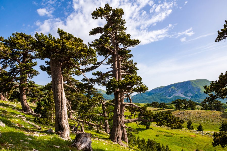 Parc national Pollino. trattieritratti - Shutterstock.com