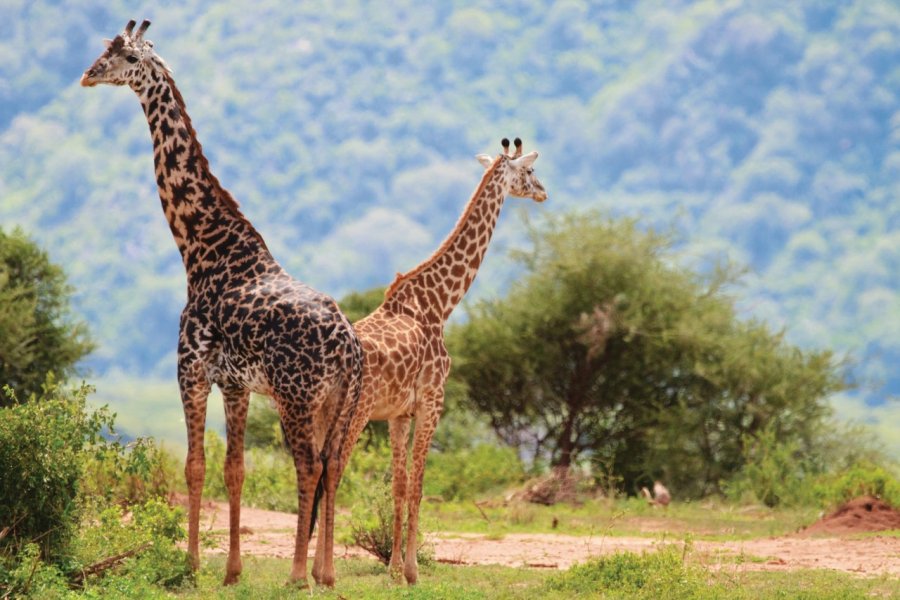 Girafes du Manyara National Park BlueOrange Studio - Fotolia