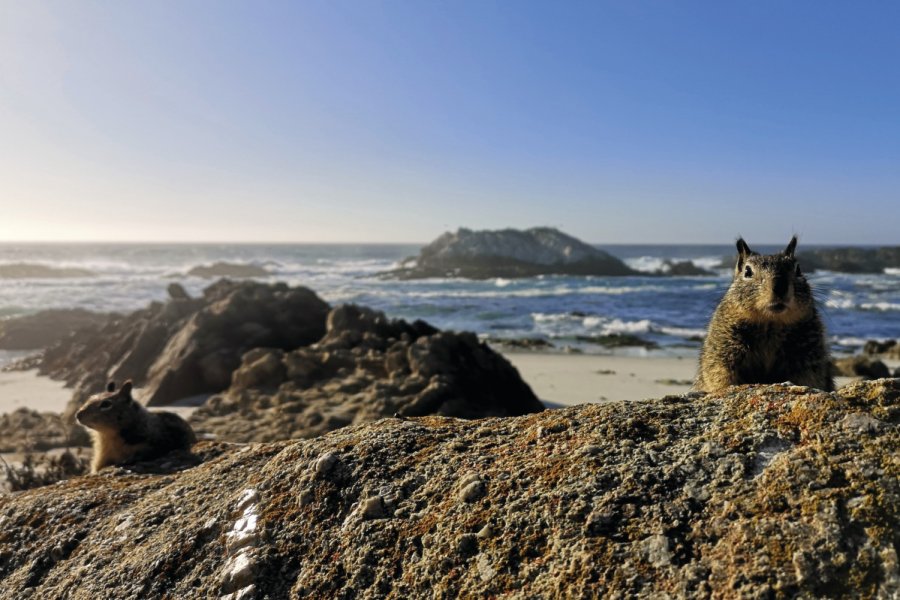 Deux écureuils sur une plage de Carmel. Antoine  CALVINO