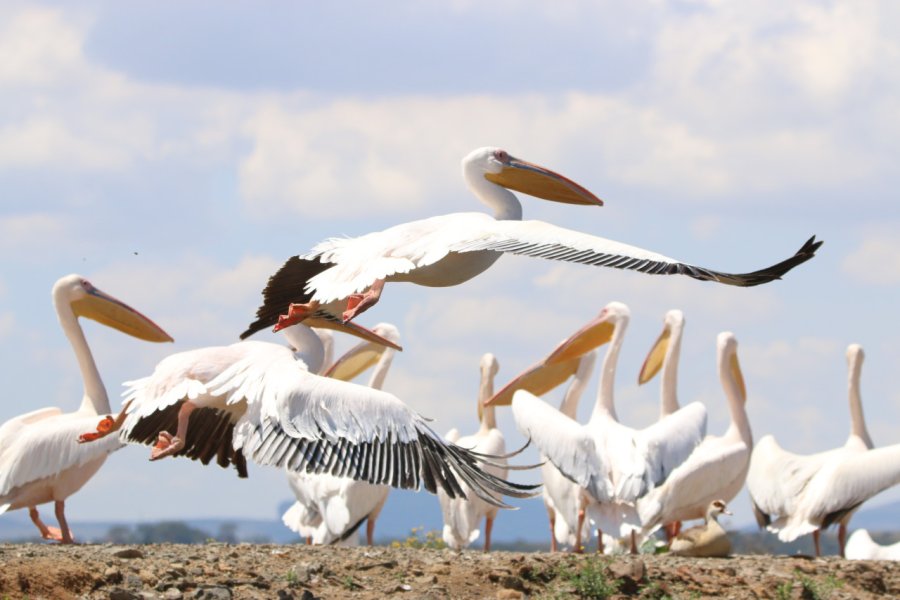 Les nombreux pélicans du lac Naivasha. Camille ESMIEU