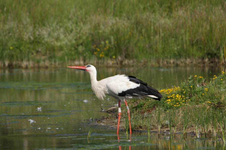 Cigogne dans le Parc du Marquenterre. (© arenysam - Shutterstock.com))