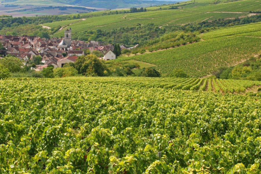 Vignes sur les côteaux d'Irancy. Jean-Jacques Cordier - Adobe Stock