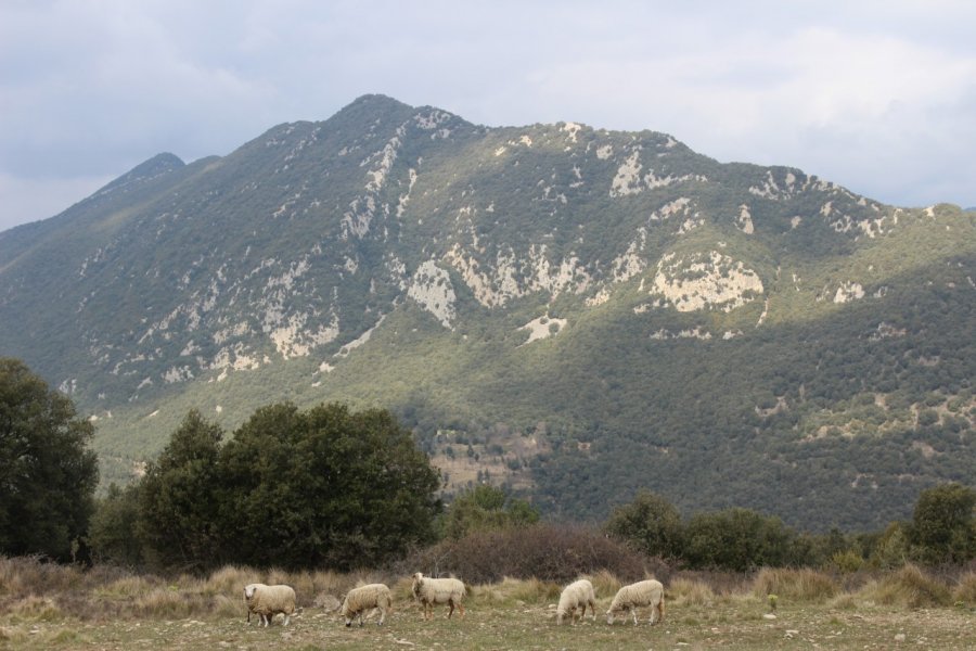 Pâturages dans la région de Oix. Martin FOUQUET