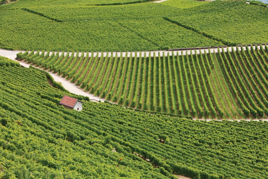 Vignoble de Saint-Saphorin. Philippe GUERSAN - Author's Image