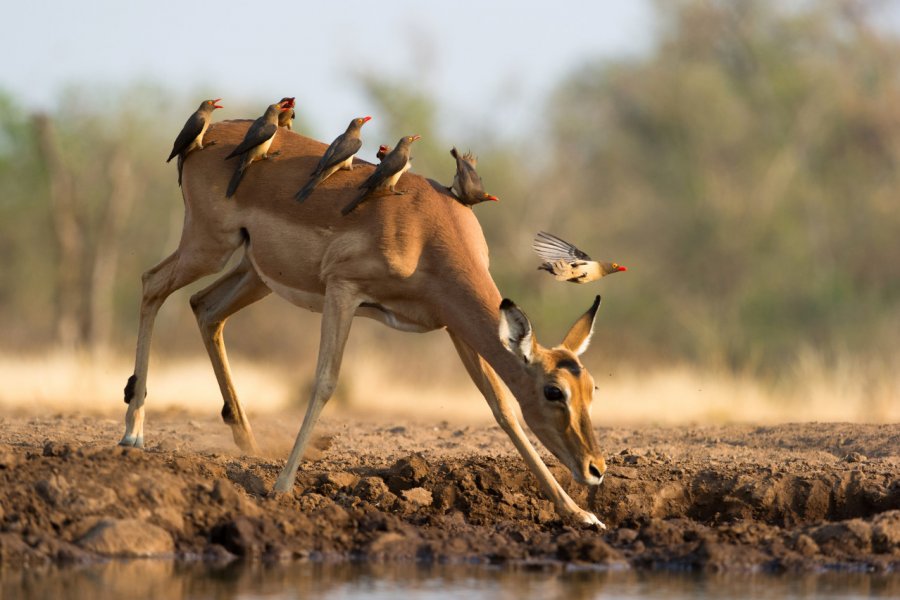 Impala, Mashatu Game reserve. Villiers Steyn - Shutterstock.com