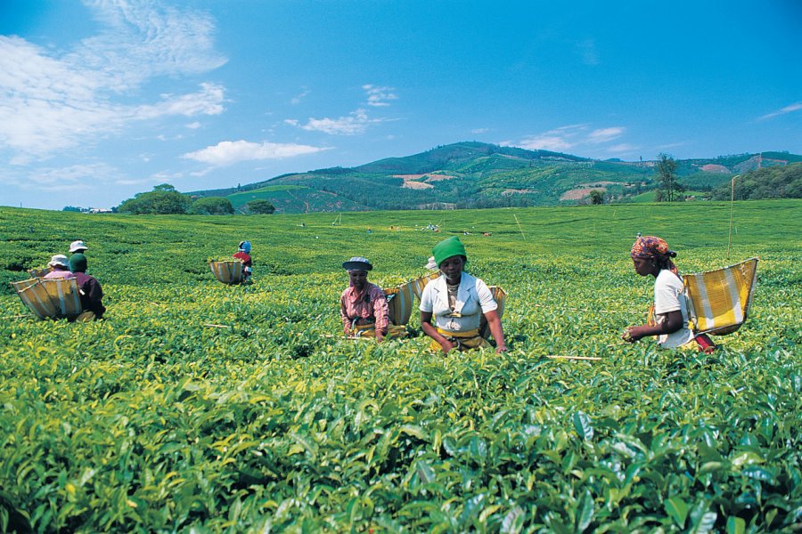 Récolte du thé (© South African Tourism))